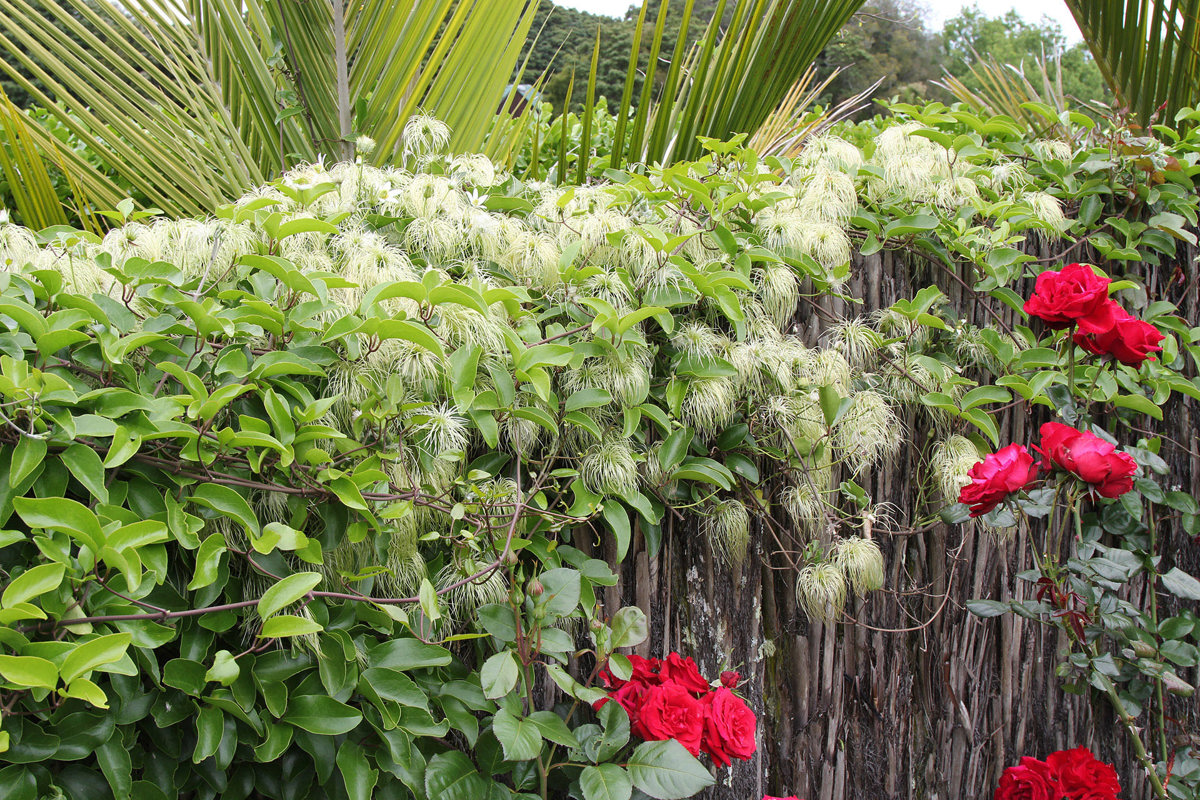 Clematis paniculata (2)